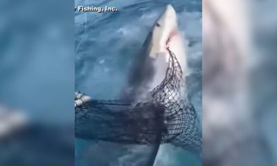 Impresionante aparición de un tiburón blanco sorprende a pescadores en los cayos de Florida