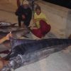 Pescadores cubanos capturan un tiburón cerca del malecón de La Habana 8