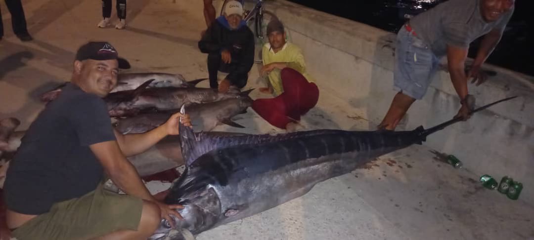 Pescadores cubanos capturan un tiburón cerca del malecón de La Habana 8