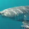 Avistan un tiburón mako en las costas de North Lake en Florida