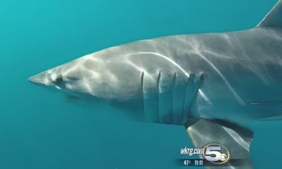 Avistan un tiburón mako en las costas de North Lake en Florida