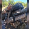 Capturan más de 2.000 libras de emperador y tiburón en el oriente cubano