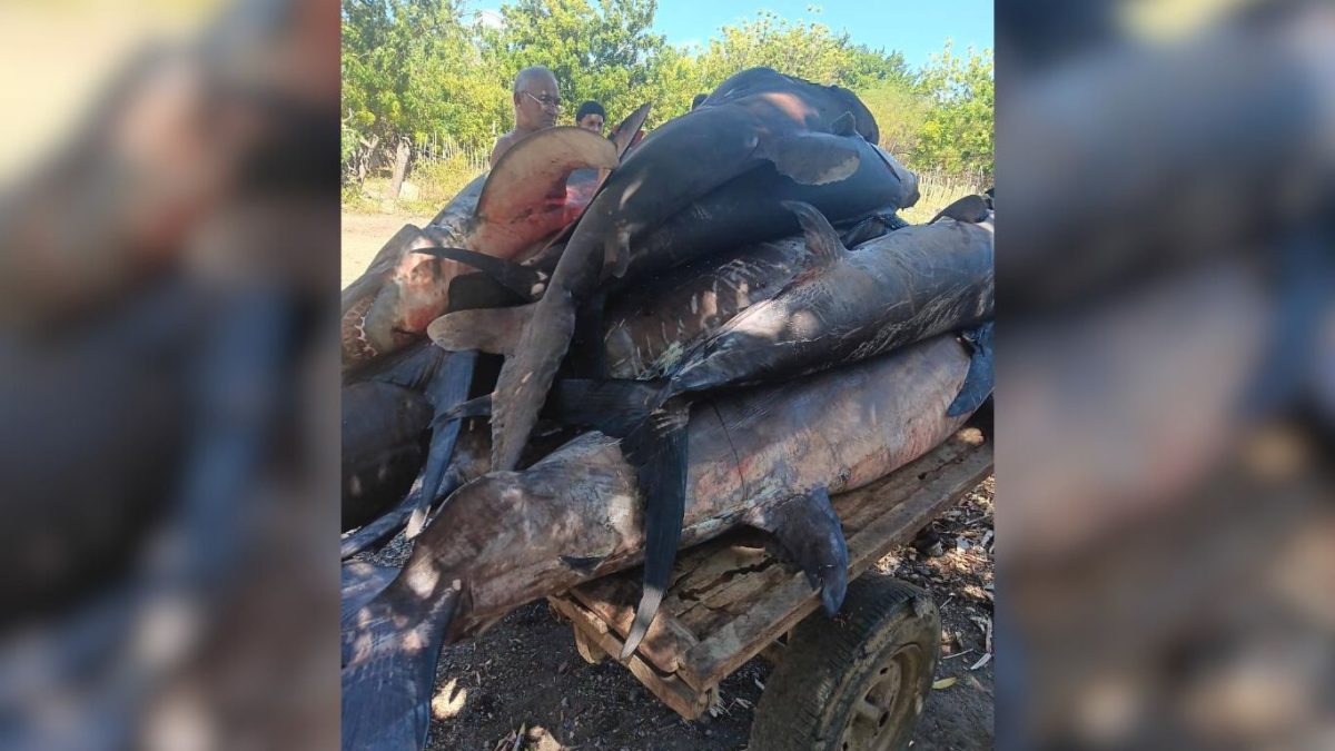 Capturan más de 2.000 libras de emperador y tiburón en el oriente cubano