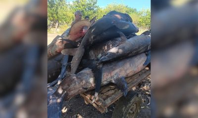 Capturan más de 2.000 libras de emperador y tiburón en el oriente cubano