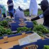 Inspectores agrícolas podrán interrogar a migrantes sobre su estatus en Florida (1)