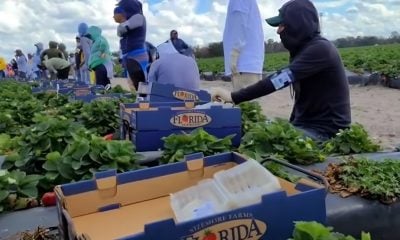 Inspectores agrícolas podrán interrogar a migrantes sobre su estatus en Florida (1)