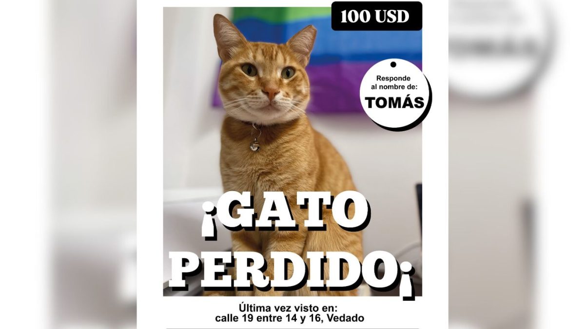 Ofrecen 100 dólares por información de gato desaparecido en La Habana