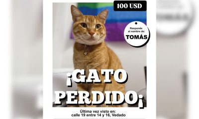 Ofrecen 100 dólares por información de gato desaparecido en La Habana