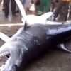 Pescadores cubanos capturan al menos cuatro tiburones de gran tamaño (1)