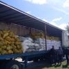Policía decomisa más de 530 sacos de arroz y calabazas en Santa Clara