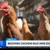 Residentes del sur de Florida crían gallinas ponedoras ante el alto precio del huevo