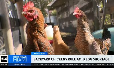 Residentes del sur de Florida crían gallinas ponedoras ante el alto precio del huevo