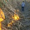 Acusan de sabotaje a un cubano por quemar cañaverales intencionalmente