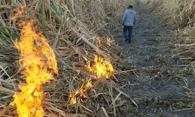 Acusan de sabotaje a un cubano por quemar cañaverales intencionalmente