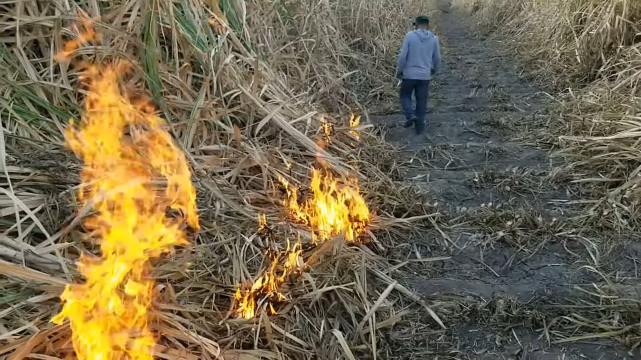 Acusan de sabotaje a un cubano por quemar cañaverales intencionalmente