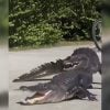 Captan sorprenden enfrentamiento entre un caimán y un cocodrilo en Florida (1)
