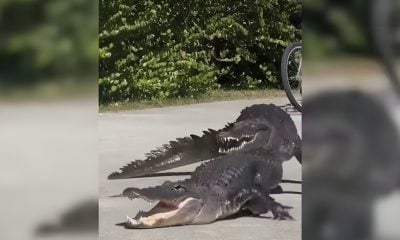 Captan sorprenden enfrentamiento entre un caimán y un cocodrilo en Florida (1)