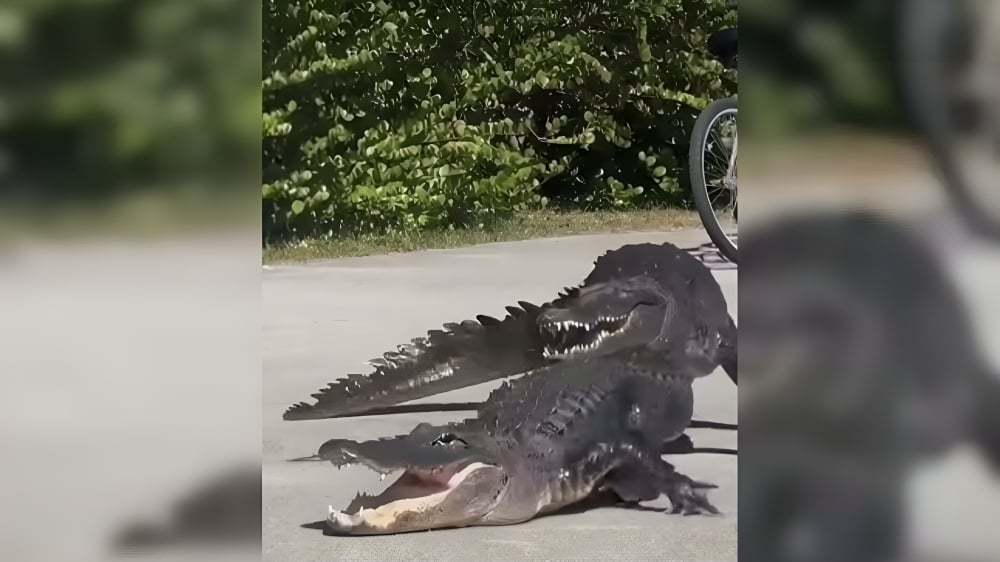Captan sorprenden enfrentamiento entre un caimán y un cocodrilo en Florida (1)