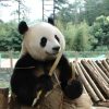 Este es el panda mexicano que China no pudo llevarse