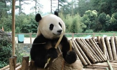 Este es el panda mexicano que China no pudo llevarse