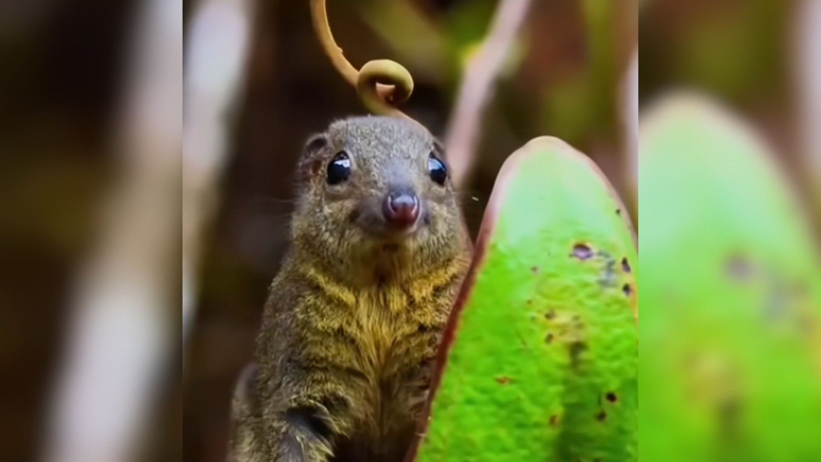Este es el único animal salvaje que necesita un baño