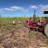 Gaceta Oficial define precios máximos de acopio para la caña de azúcar que desincentiva la producción 