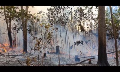 Incendio de grandes proporciones se extiende por 300 hectáreas en Pinar del Río