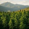 Operativo antidrogas en Santiago de Cuba decomisa 200 plantas de marihuana y más de 2.000 semillas