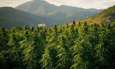 Operativo antidrogas en Santiago de Cuba decomisa 200 plantas de marihuana y más de 2.000 semillas
