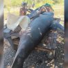 Pescadores de Guantánamo capturan a un enorme pez emperador