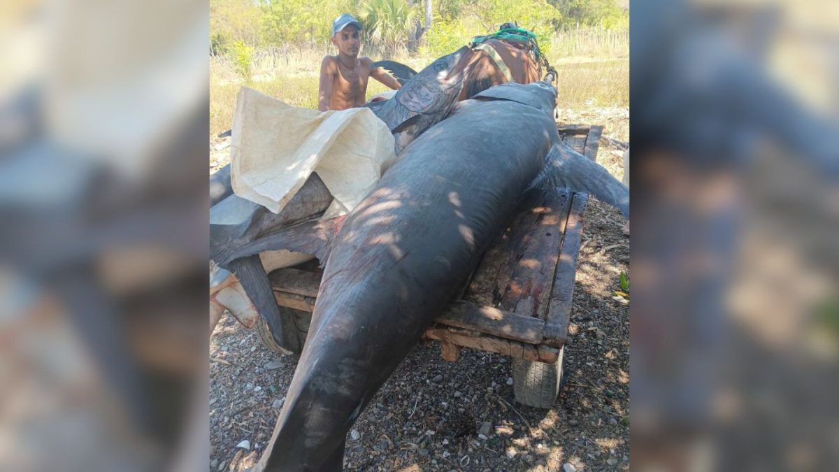 Pescadores de Guantánamo capturan a un enorme pez emperador