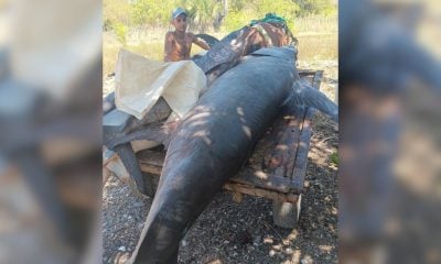 Pescadores de Guantánamo capturan a un enorme pez emperador