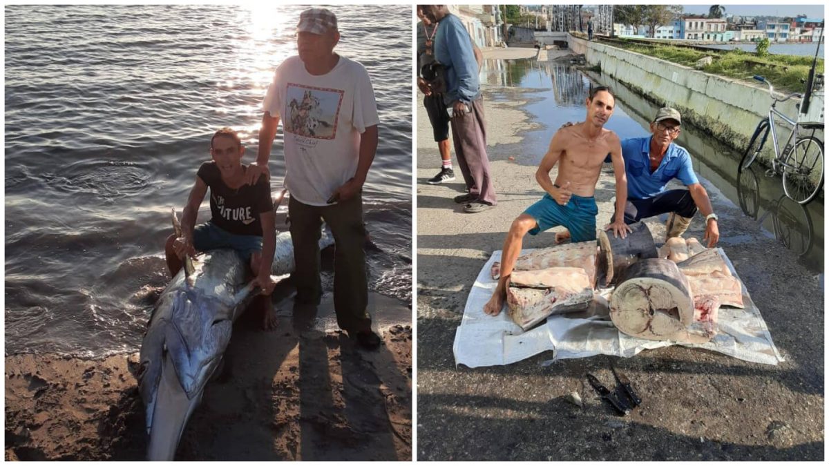 Pescadores de Matanzas capturan a un enorme pez emperador (1)