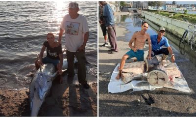Pescadores de Matanzas capturan a un enorme pez emperador (1)