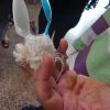 Con dos cucharas inmovilizan dedo fracturado de un paciente en Cuba