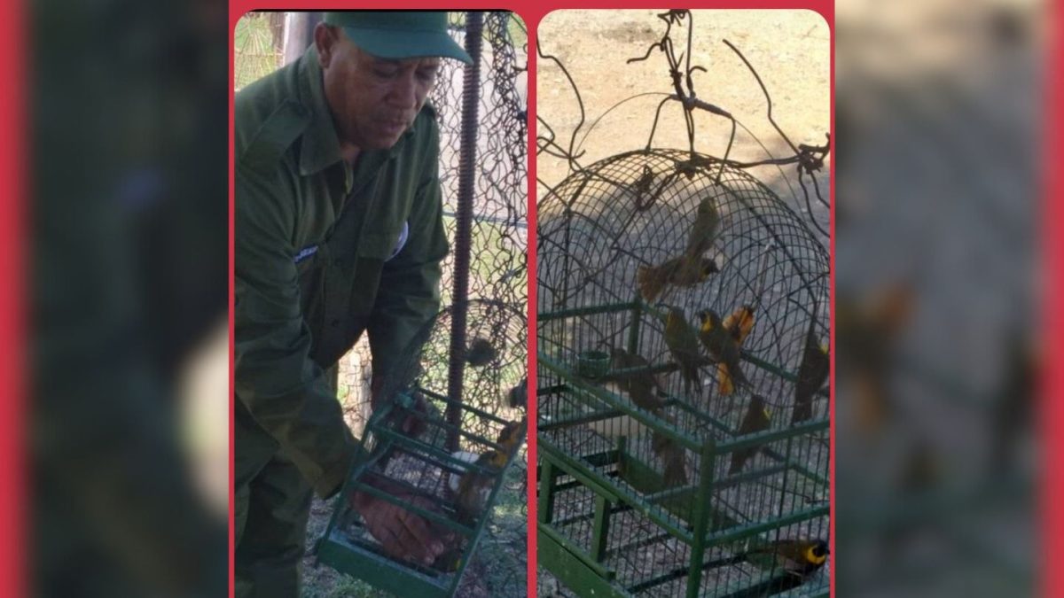 Decenas de aves rescatadas en Santiago de Cuba antes de ser vendidas en el mercado informal