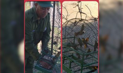 Decenas de aves rescatadas en Santiago de Cuba antes de ser vendidas en el mercado informal
