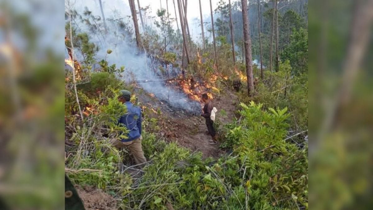 Grave incendio forestal destruye más de más de 1.200 hectáreas de bosques en Pinar del Río
