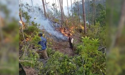Grave incendio forestal destruye más de más de 1.200 hectáreas de bosques en Pinar del Río