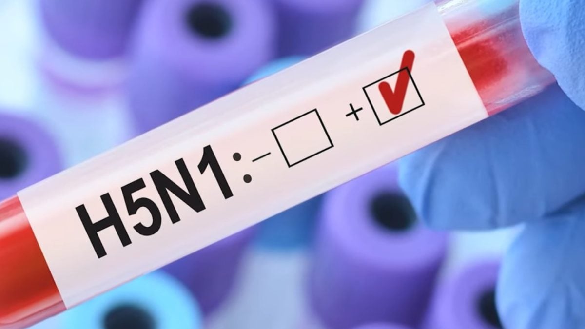 Gripe H5N1