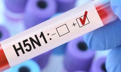 Gripe H5N1