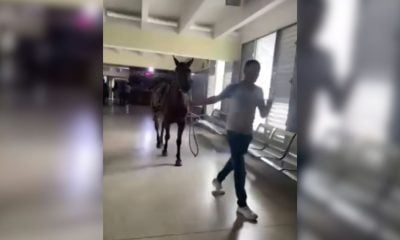 Hombre entra con un caballo al pasillo principal de un hospital de Villa Clara