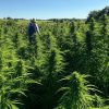 Incautan marihuana