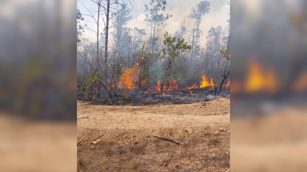 Más de 160 incendios forestales activos en el territorio de Pinar del Río