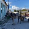 Realizan “juicio ejemplarizante” por robo de caballos en Guantánamo