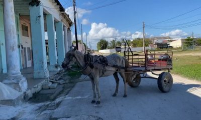 Realizan “juicio ejemplarizante” por robo de caballos en Guantánamo