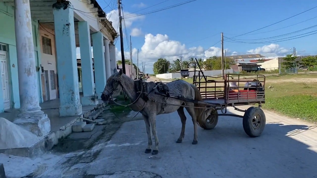 Realizan “juicio ejemplarizante” por robo de caballos en Guantánamo
