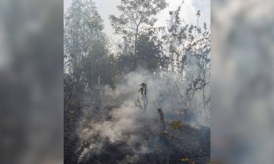 Sofocan incendio en Pinar del Río tras más de 3.200 hectáreas arrasadas por el fuego