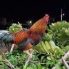 Arrestan a 42 personas relacionadas con peleas de gallos en Miami-Dade