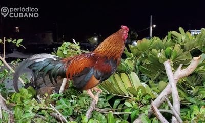 Arrestan a 42 personas relacionadas con peleas de gallos en Miami-Dade